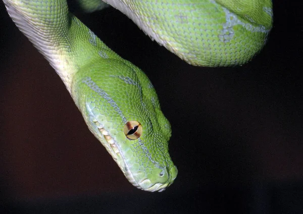 Snake Green Tree Python — Stock Photo, Image
