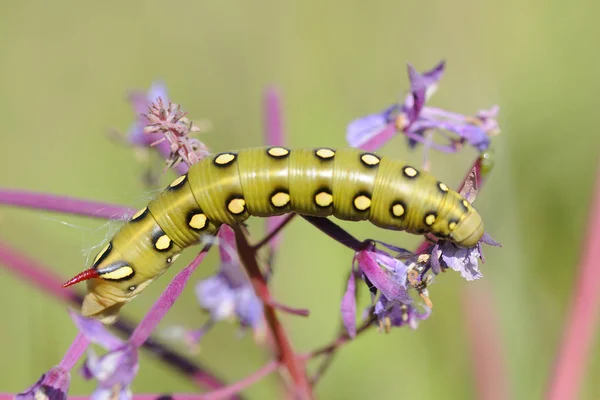 Gusano Oruga Insecto Naturaleza —  Fotos de Stock