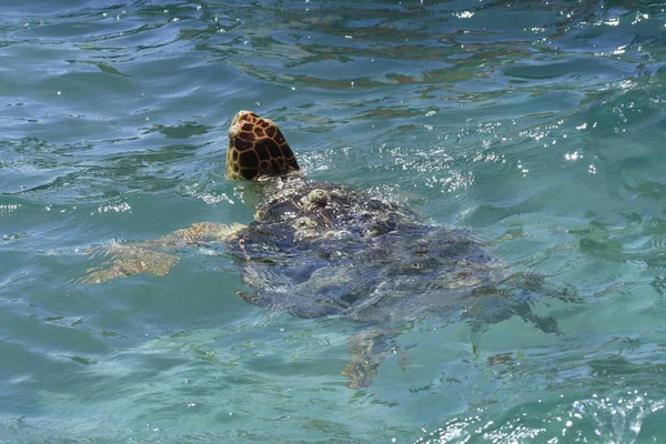 Reptilien Schildkröte Tier Natur Fauna — Stockfoto