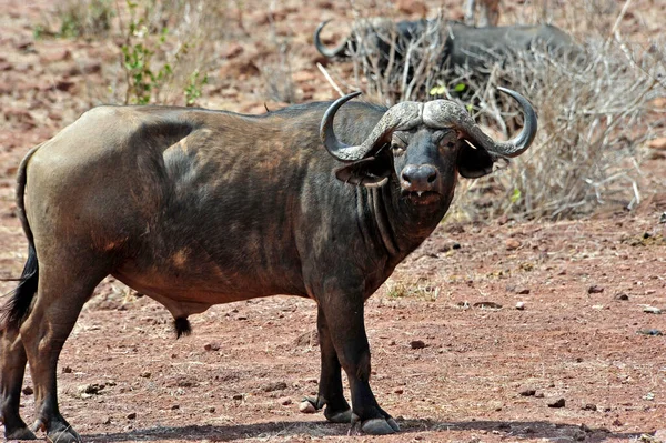 Buffalo Herbívoros Animais Vida Selvagem — Fotografia de Stock