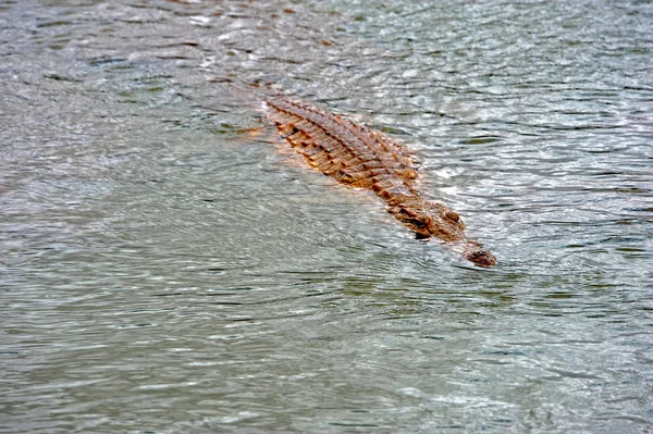 Crocodilo Rio — Fotografia de Stock