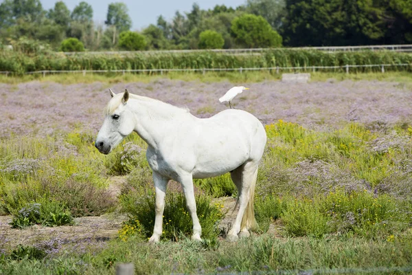 Cavallo Nel Campo — Foto Stock