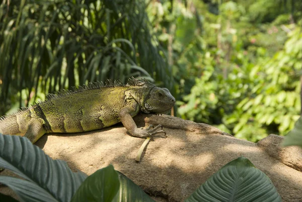 Kertenkele Hayvan Iguana Sürüngeni — Stok fotoğraf