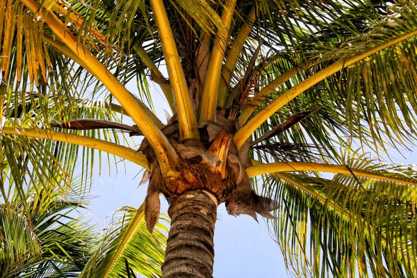 Palmy Malediwach — Zdjęcie stockowe