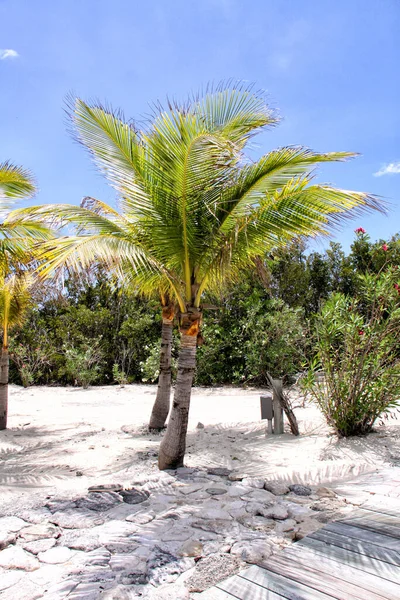 Palm Trees Maldives — Stock Photo, Image