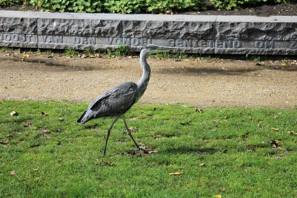 Great Heron Vondelpark Amsterdam — Stock Photo, Image