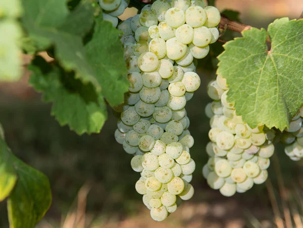 Vite Vigneto Campagna Grappoli Uva — Foto Stock