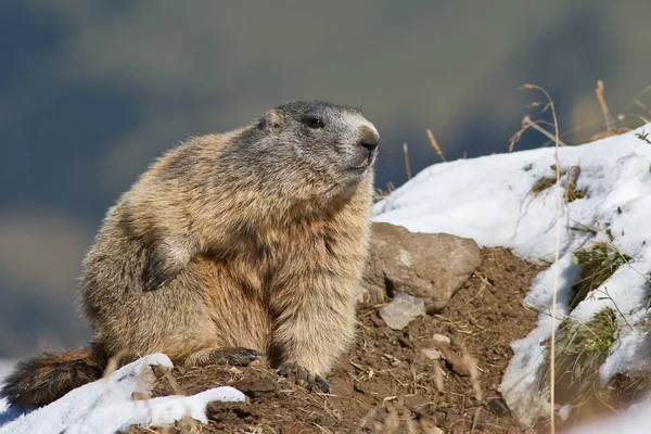 Cute Marmot Snow — Stock Photo, Image