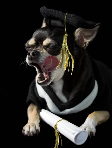 Cute Chihuahua Cap Gown Graduation Black Background — Stock Photo, Image