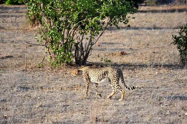 Gepardkatt Vilda Djur — Stockfoto