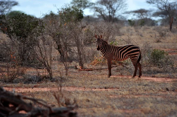 Africano Preto Branco Zebra Animal — Fotografia de Stock