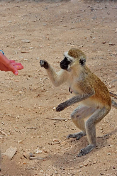 Hnědá Vlněná Opice Obyčejná Vlněná Opice — Stock fotografie
