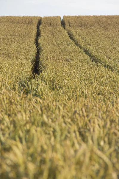 Uitzicht Het Graanveld — Stockfoto