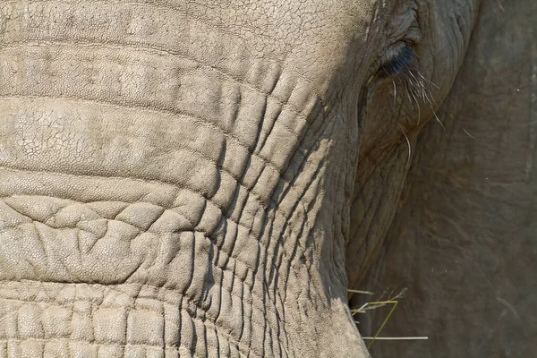 Elefante Zoológico — Foto de Stock