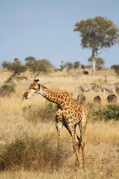 Alto Girafa Africano Animal — Fotografia de Stock