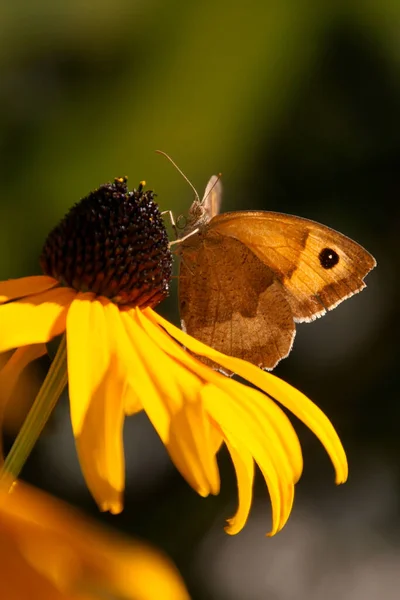 Close Insects Selective Focus — Stock Photo, Image