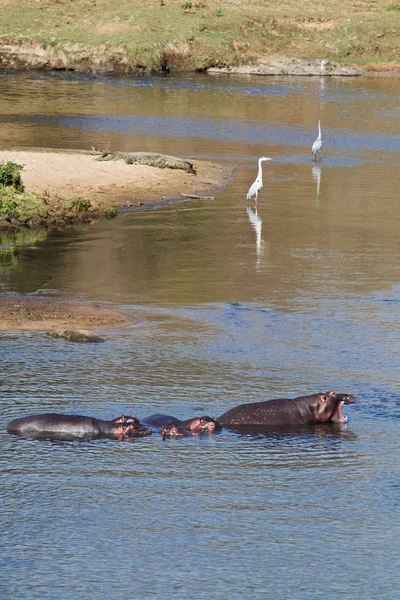 Hipopótamo Cocodrilo Garza Amplificador —  Fotos de Stock