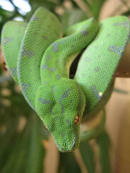 Serpiente Peligrosa Reptil Carnívoro — Foto de Stock