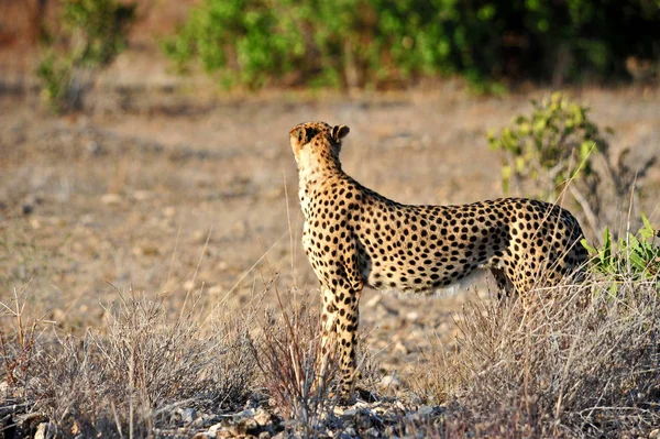 Wunderschöne Geparden Großkatze Savannah Wildtier — Stockfoto