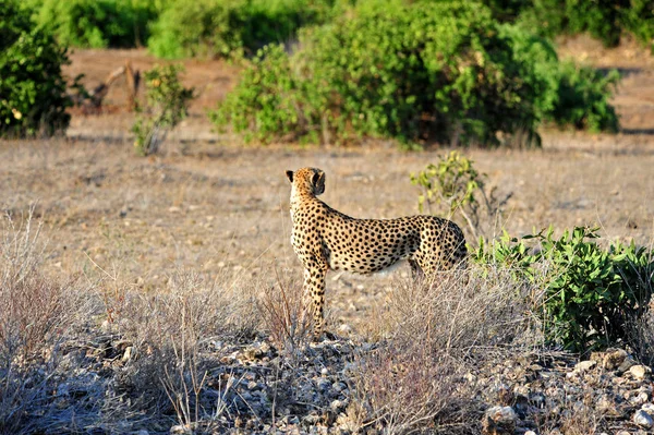 Piękny Gepard Duży Kot Savannah Dzikie Zwierzę — Zdjęcie stockowe