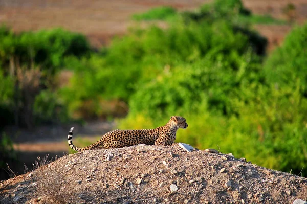 Hermoso Guepardo Grande Gato Sabana Salvaje Animal — Foto de Stock