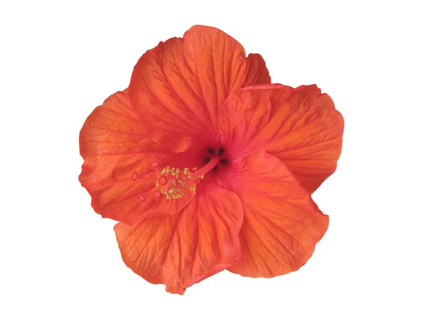 Hibiscus Flor Aislada Blanco —  Fotos de Stock