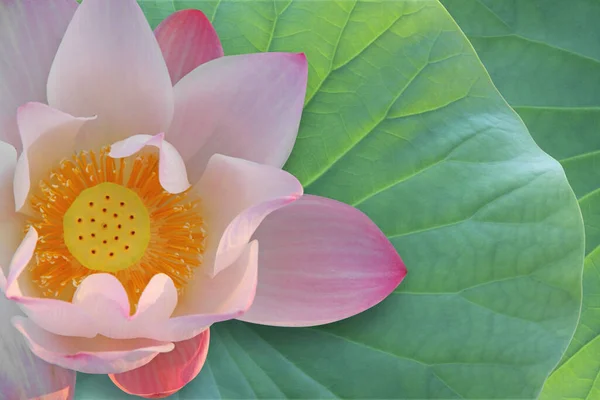 Lily Lotus Flower Pond Flora — Stock Photo, Image