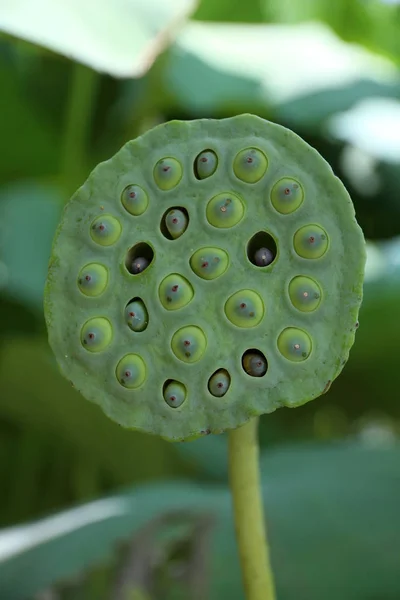 Lotus Seed Pot Lian Семена Лотоса Широко Используются Традиционной Китайской — стоковое фото