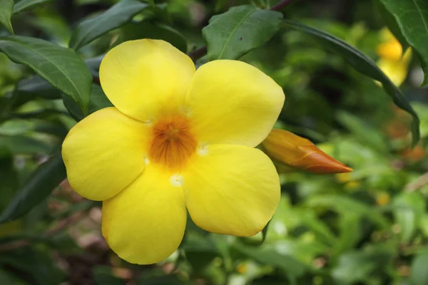 Allamanda Även Känd Som Gul Klocka Gyllene Trumpet Eller Smörblomma — Stockfoto