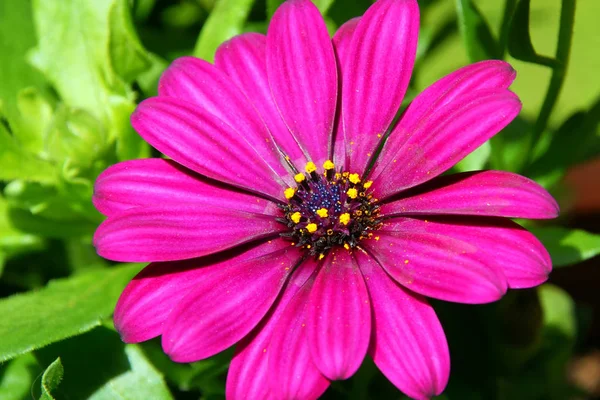 Nahaufnahme Von Insekten Der Natur — Stockfoto