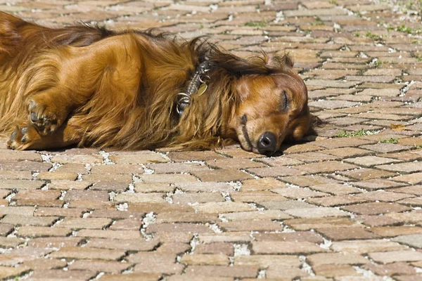 Ein Hund Park — Stockfoto