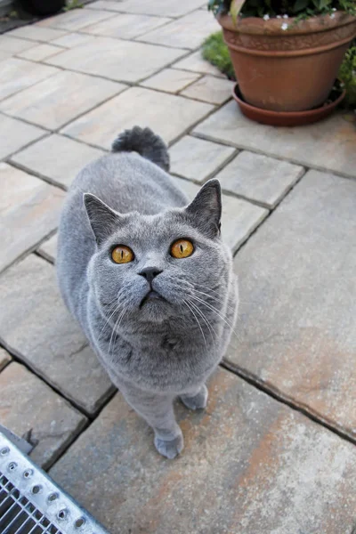 Curioso Cinza Gato Britânico Shorthair — Fotografia de Stock