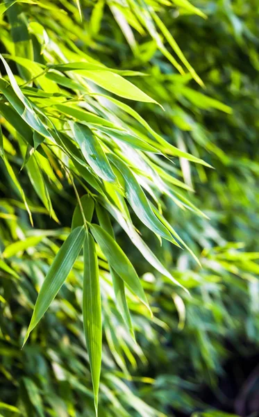 Groene Bamboebomen Flora Gebladerte — Stockfoto