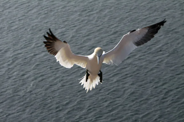 Gannets Vid Fågel Rock Helgoland — Stockfoto