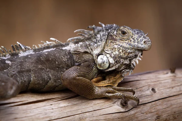 Vahşi Iguana Sürüngen Hayvanı — Stok fotoğraf