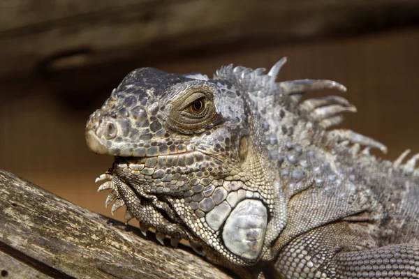 Dzikie Zwierzę Gadów Iguana — Zdjęcie stockowe