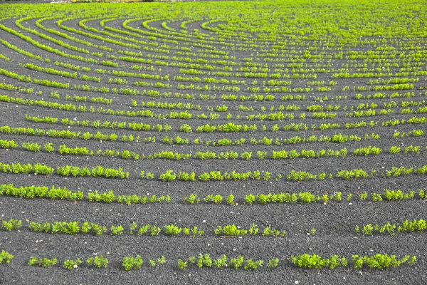 Veld Met Irrigatiesysteem Vulkanische Lapilli Grond — Stockfoto