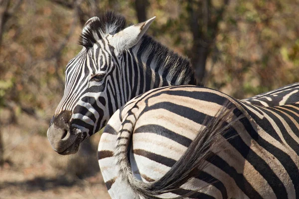 Afrikanisches Schwarzes Und Weißes Zebratier — Stockfoto