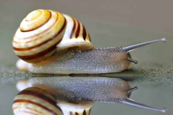 蜗牛动物 — 图库照片