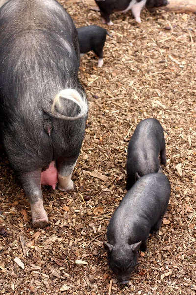 Detailní Záběr Zvířat Zoologické Zahradě — Stock fotografie