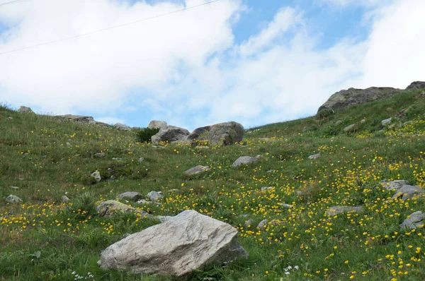 Sarı Çiçekli Dağ Çayırları Taşlarla Doludur — Stok fotoğraf