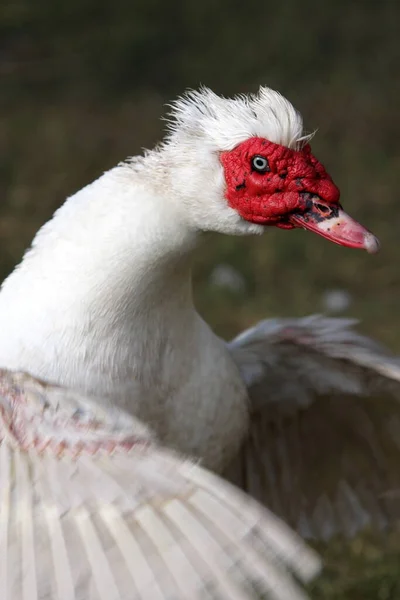 Aussichtsreiche Aussicht Auf Schöne Vögel Der Natur — Stockfoto