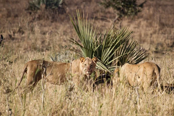 Predatore Animale Leone Predatore Felino — Foto Stock