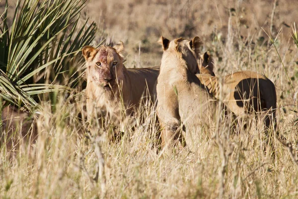 Prédateur Animal Lion Prédateur Félin — Photo