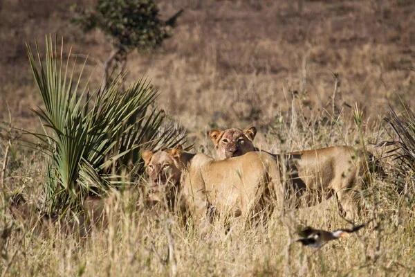 Rovdjur Lejon Katt Rovdjur — Stockfoto