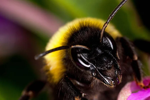 Bir Yaban Arısı Çiçeğe Oturur Tehditkar Bir Şekilde Kameraya Bakar — Stok fotoğraf