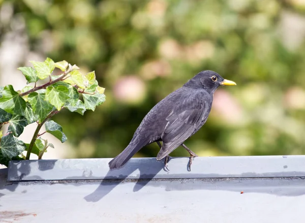 Oiseau Noir Dans Feuille Vigne — Photo