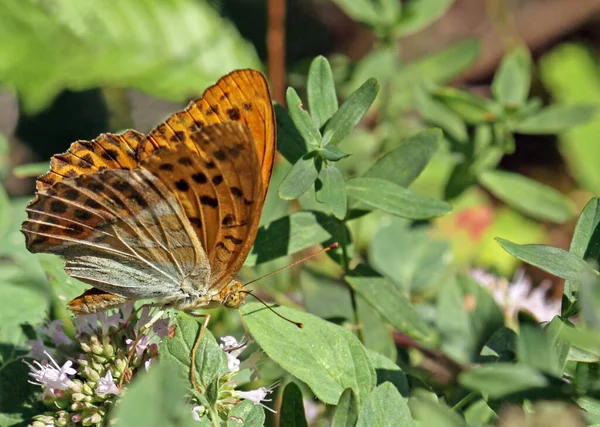 Gros Plan Bug Nature Sauvage — Photo