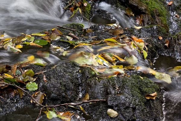 가을에 형형색색의 잎으로 강물이 흐른다 — 스톡 사진