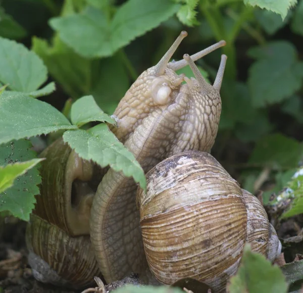 Lumaca Animale Mollusco Gasteropode — Foto Stock